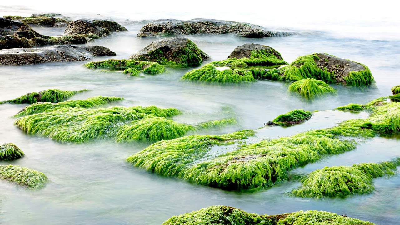 独学栄養学　海藻類